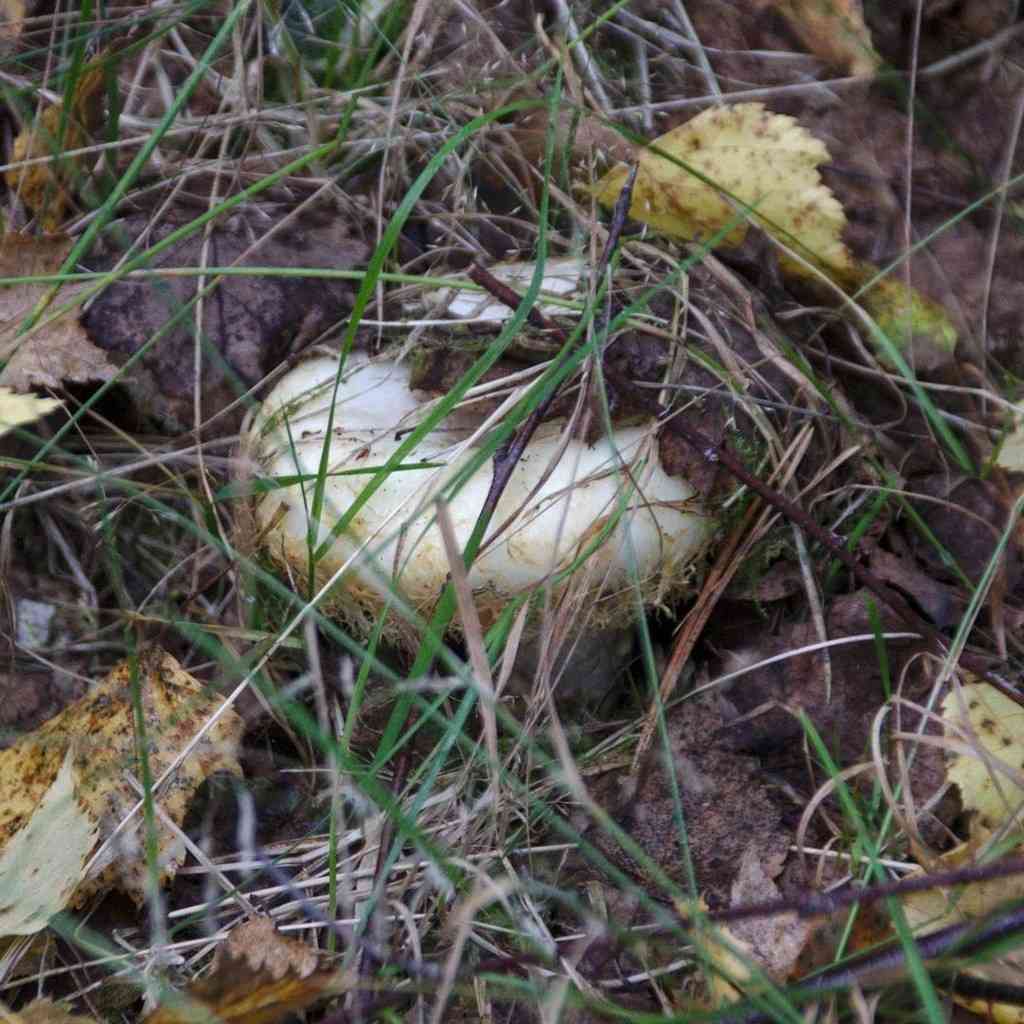 Rollrim milkcap (Lactarius resimus) thumbnail 2