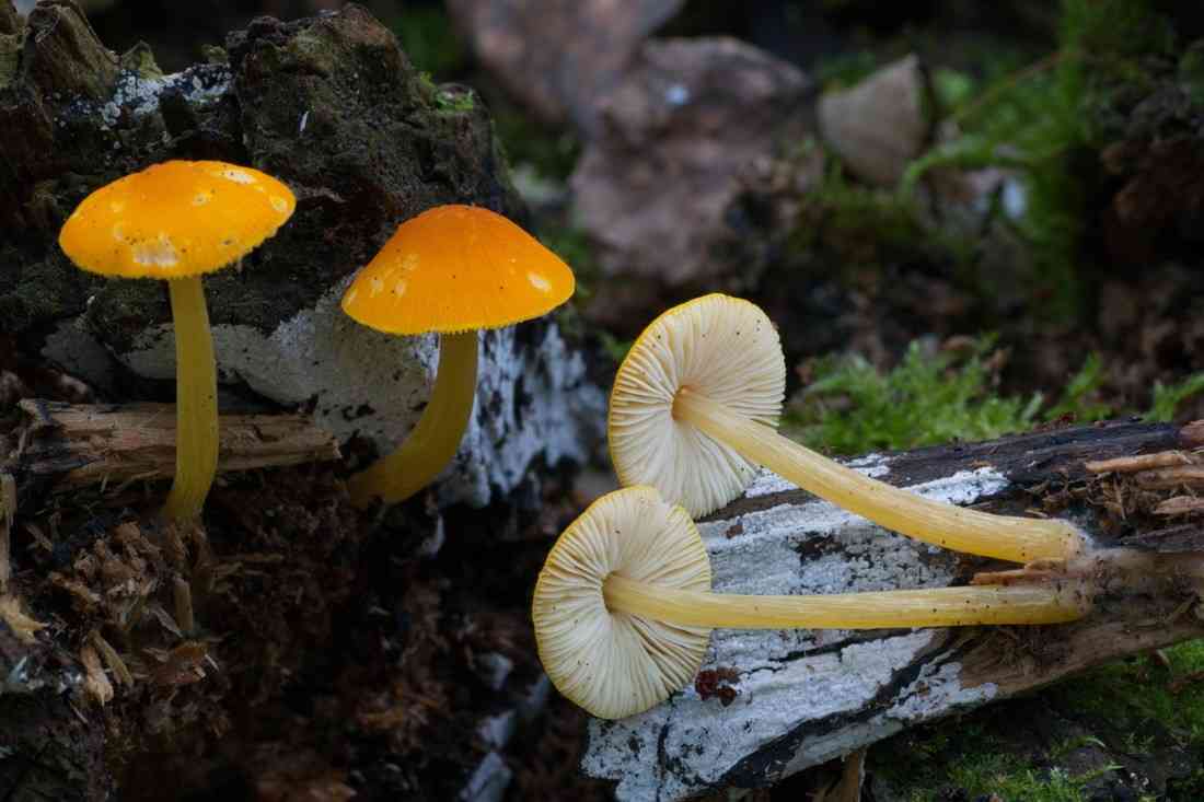 Pluteus admirabilis (Pluteus admirabilis) thumbnail 2