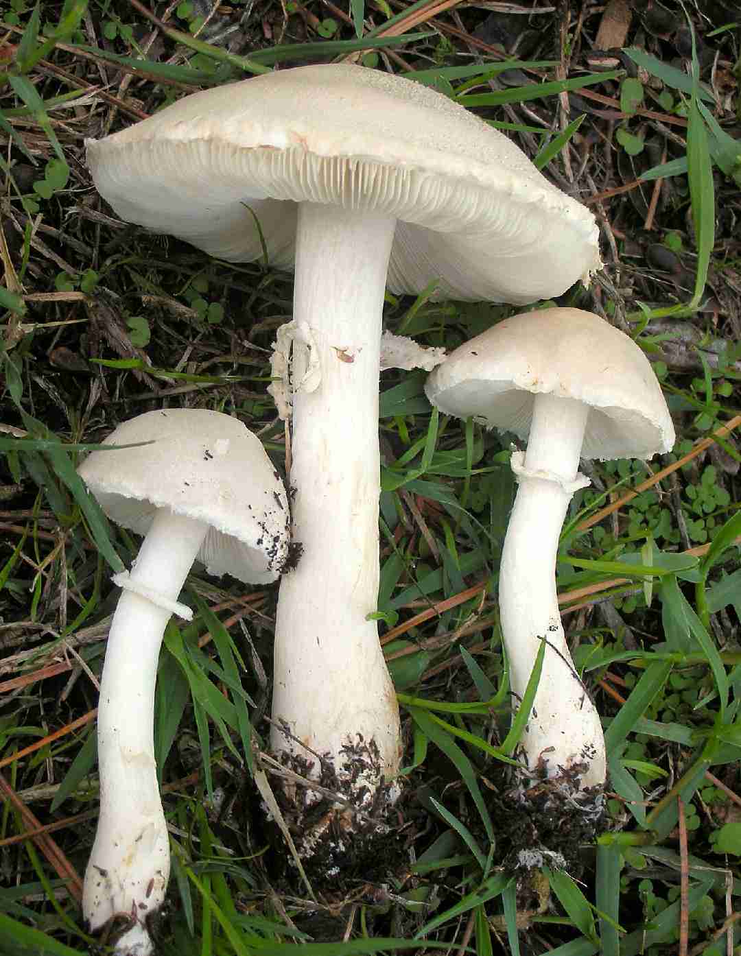 White dapperling (Leucoagaricus leucothites)