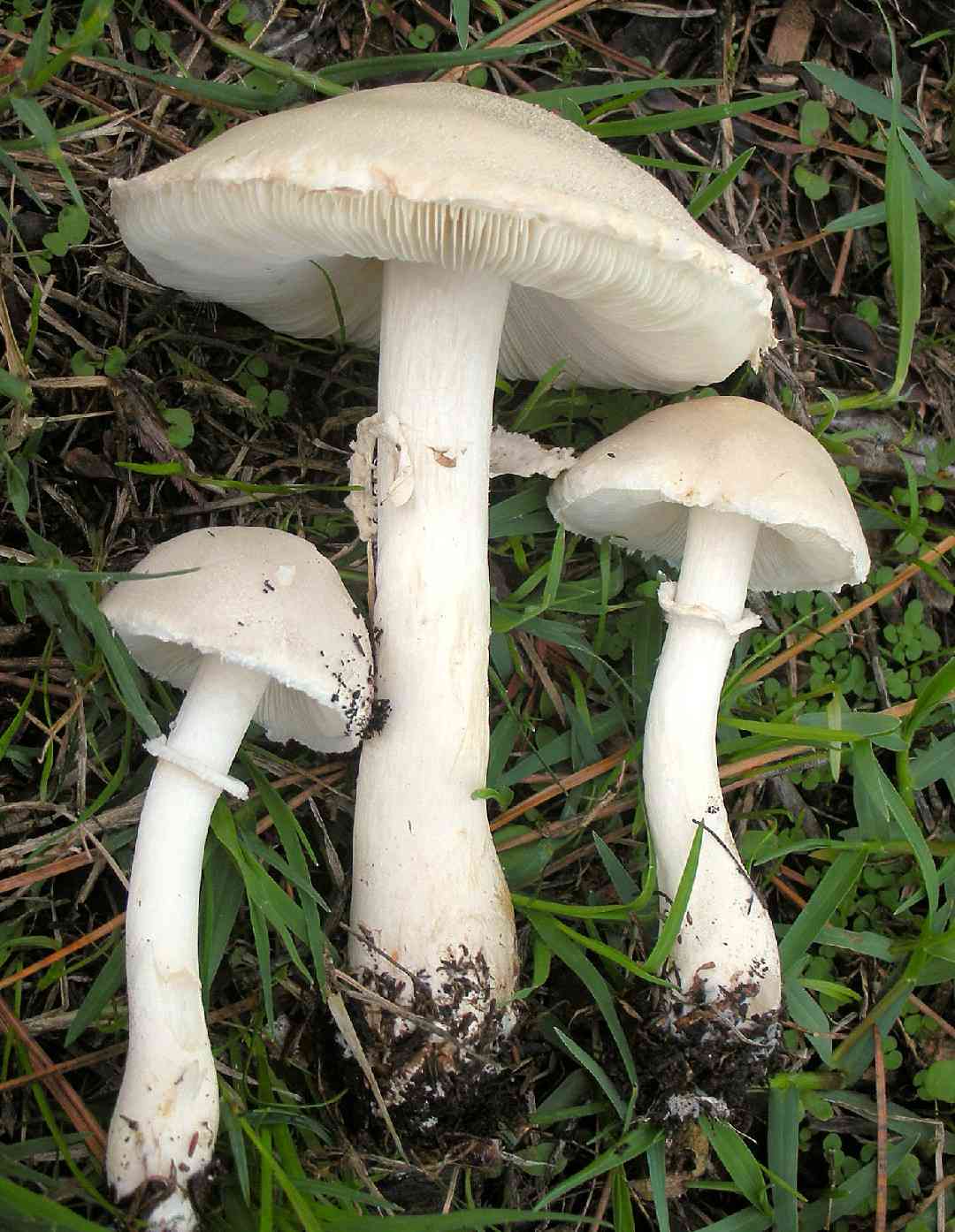 White dapperling (Leucoagaricus leucothites) thumbnail 1