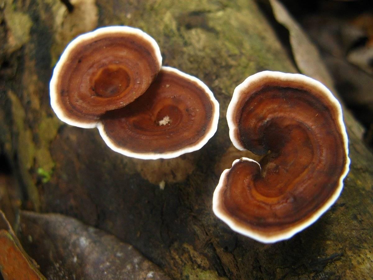 Yellow-footed micropore