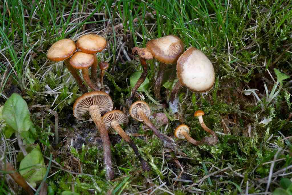 Deconica crobula (Deconica crobula) thumbnail 1