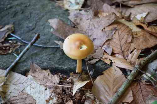 Tawny grisette (Amanita fulva) thumbnail 2