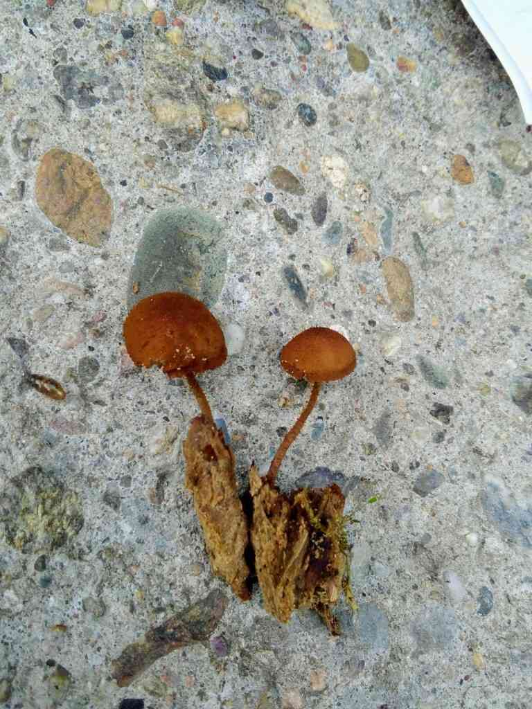 Flammulaster muricatus (Flammulaster muricatus) thumbnail 2