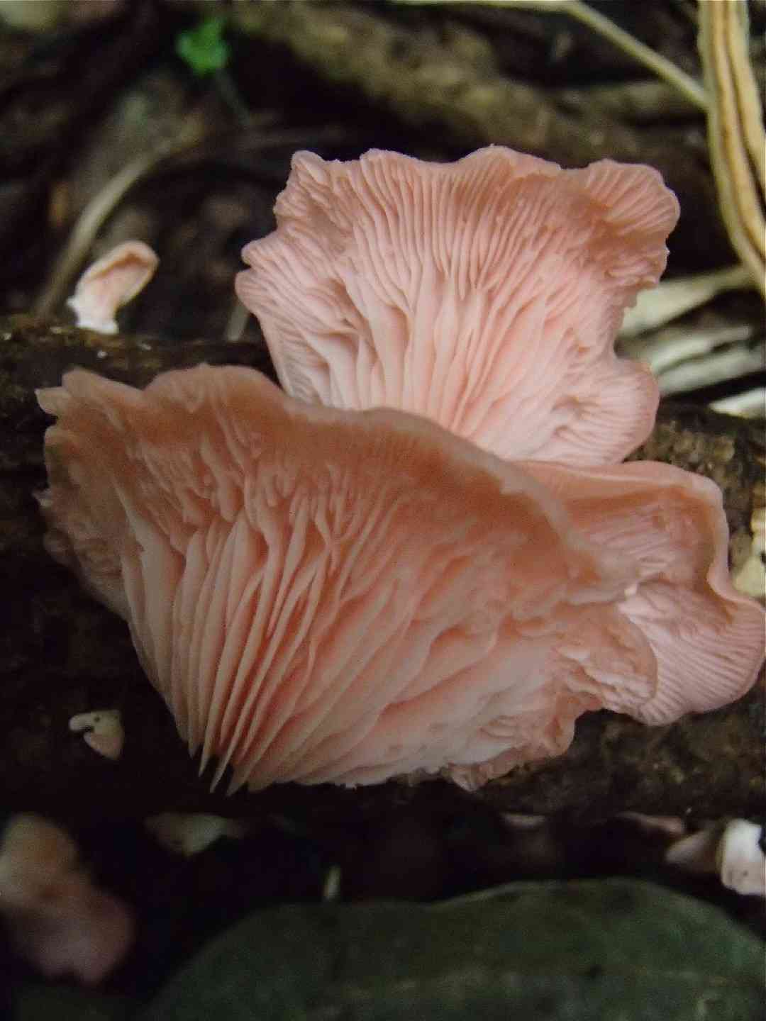 Pink oyster mushroom (Pleurotus djamor) thumbnail 3
