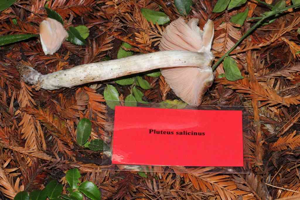 Pluteus americanus (Pluteus americanus) thumbnail 2