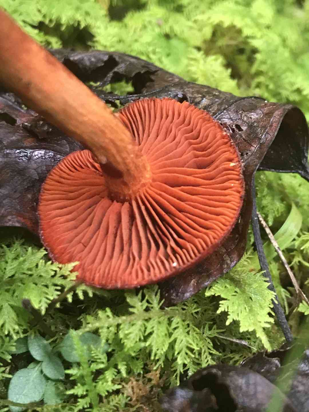 Bloodred webcap (Cortinarius sanguineus) thumbnail 2
