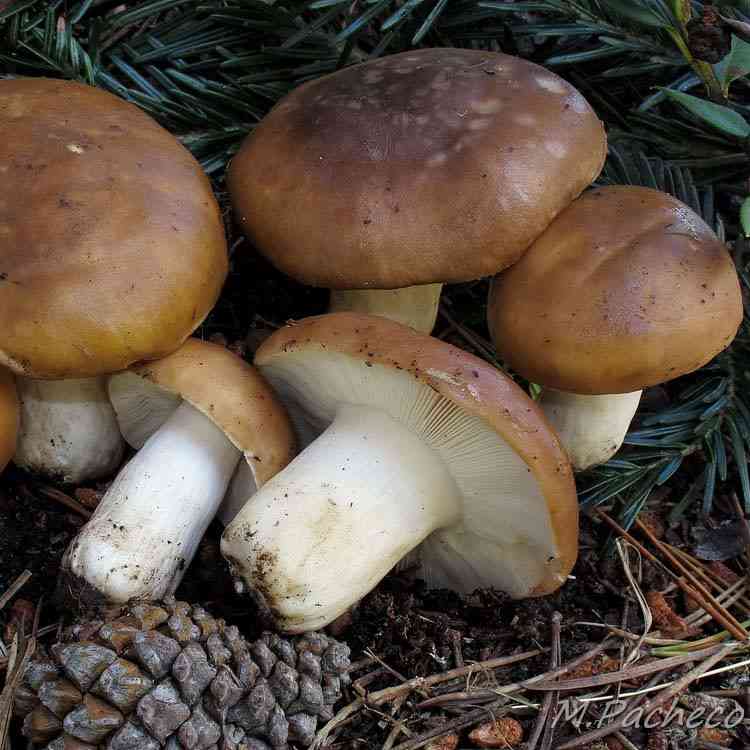 Russet brittlegill (Russula mustelina) thumbnail 1