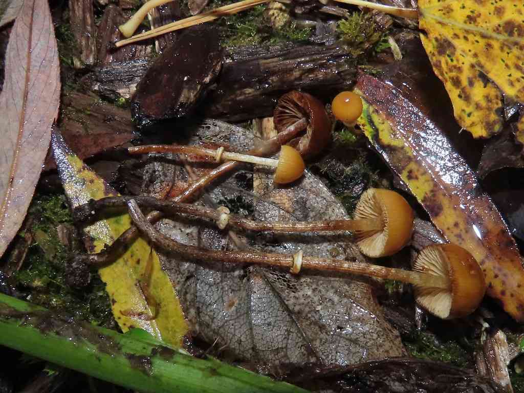 Ringed conecap (Conocybe arrhenii) thumbnail 1