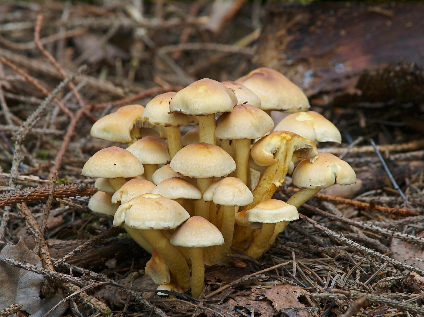 Sulphur tuft