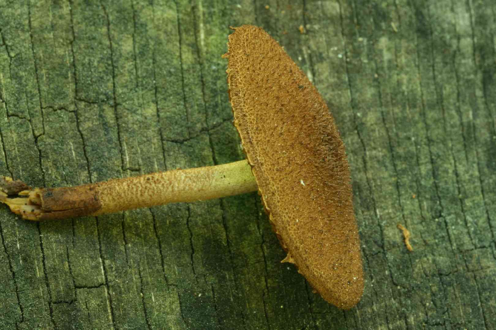 Hedgehog scalycap (Phaeomarasmius erinaceus) thumbnail 2