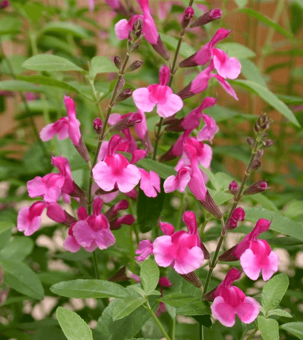 Autumn sage