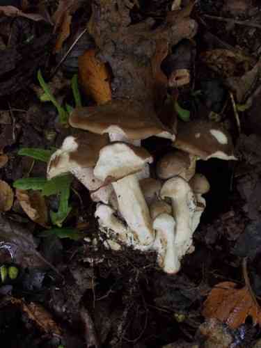 Fried chicken mushroom (Lyophyllum decastes) thumbnail 2
