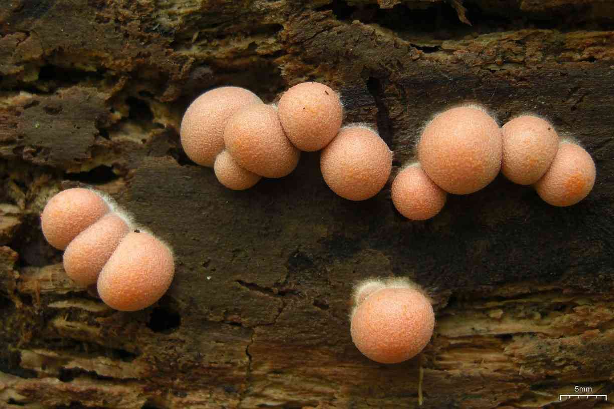 Wolf's milk slime mold (Lycogala epidendrum) thumbnail 1