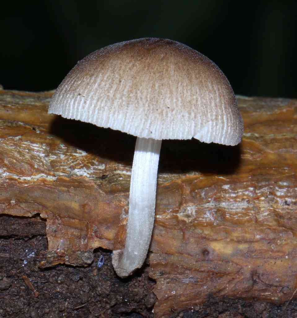Pleated pluteus (Pluteus longistriatus) thumbnail 1