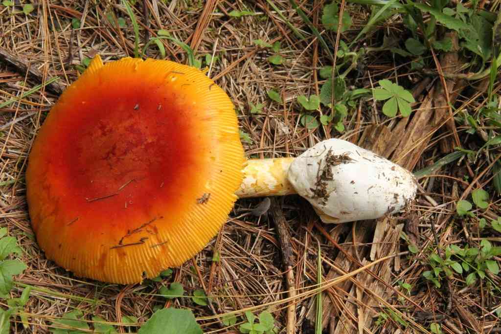 Amanita yema (Amanita yema) thumbnail 2