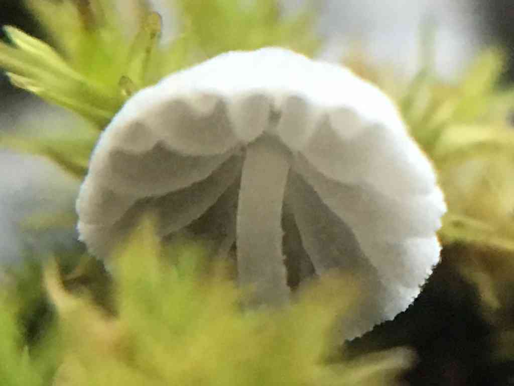Frosty bonnet (Mycena tenerrima) thumbnail 3