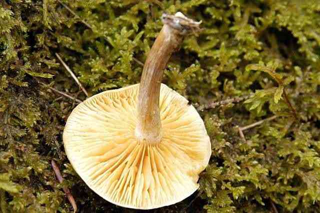Slender pholiota (Pholiota spumosa) thumbnail 3