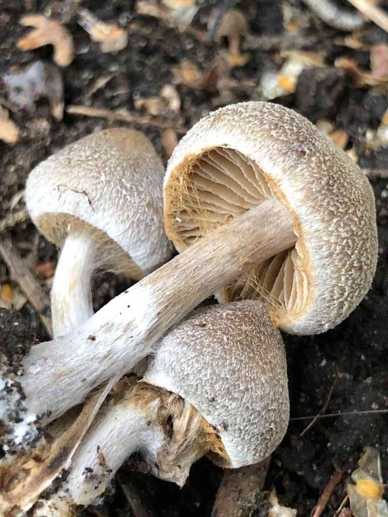 Pelargonium webcap (Cortinarius flexipes) thumbnail 3