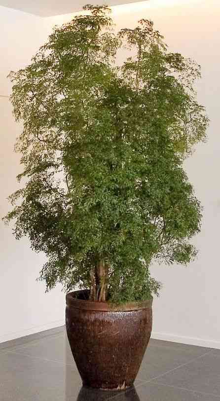 Ming aralia