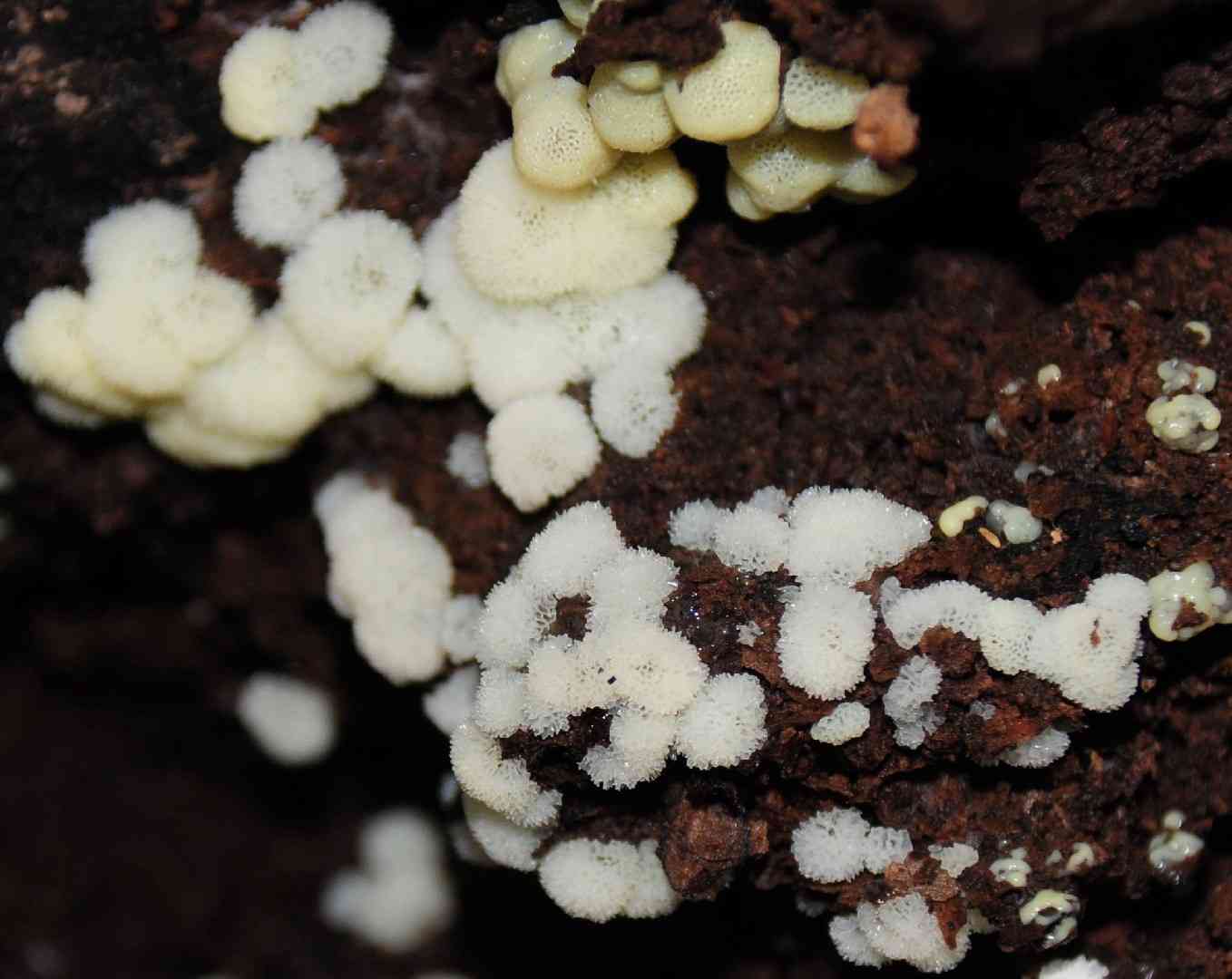 Bleeding porecrust (Rigidoporus sanguinolentus) thumbnail 2