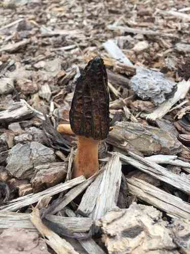 Landscape black morel (Morchella importuna) thumbnail 2