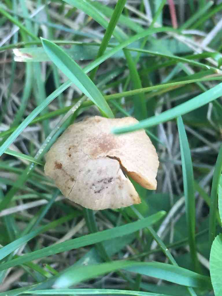Common conecap (Conocybe tenera) thumbnail 3