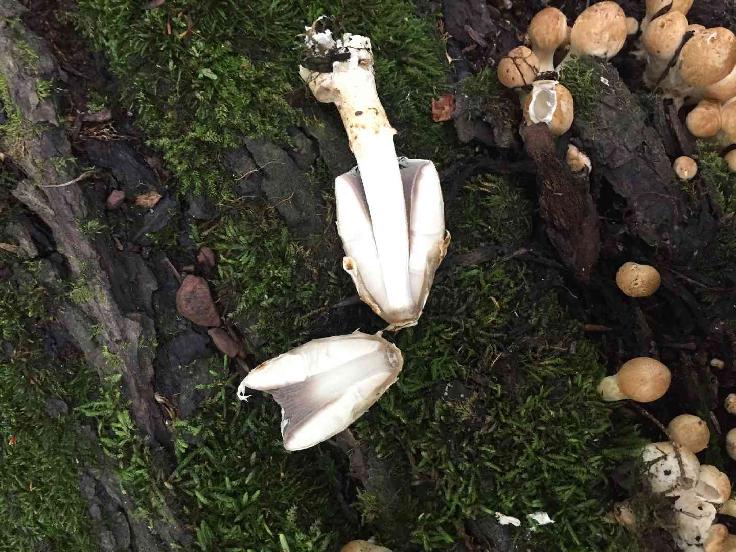 Scaly ink cap (Coprinopsis variegata) thumbnail 3