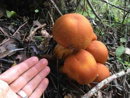 Laughing gym (Gymnopilus junonius) thumbnail 2