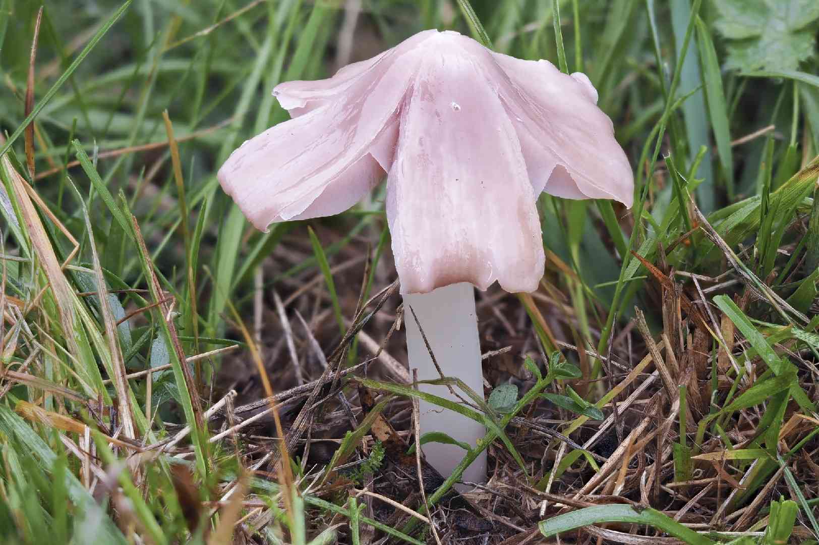 Pink waxcap (Porpolomopsis calyptriformis) thumbnail 1