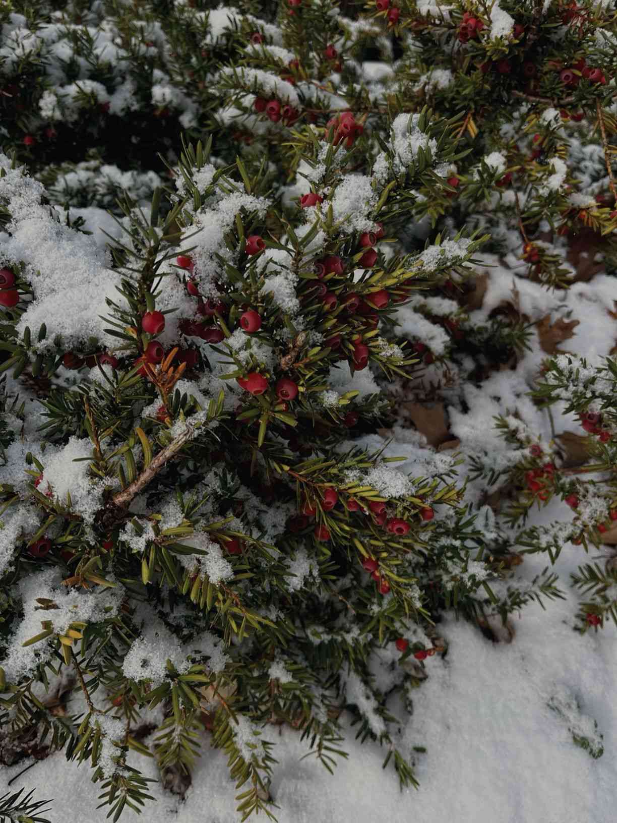 Canada yew
