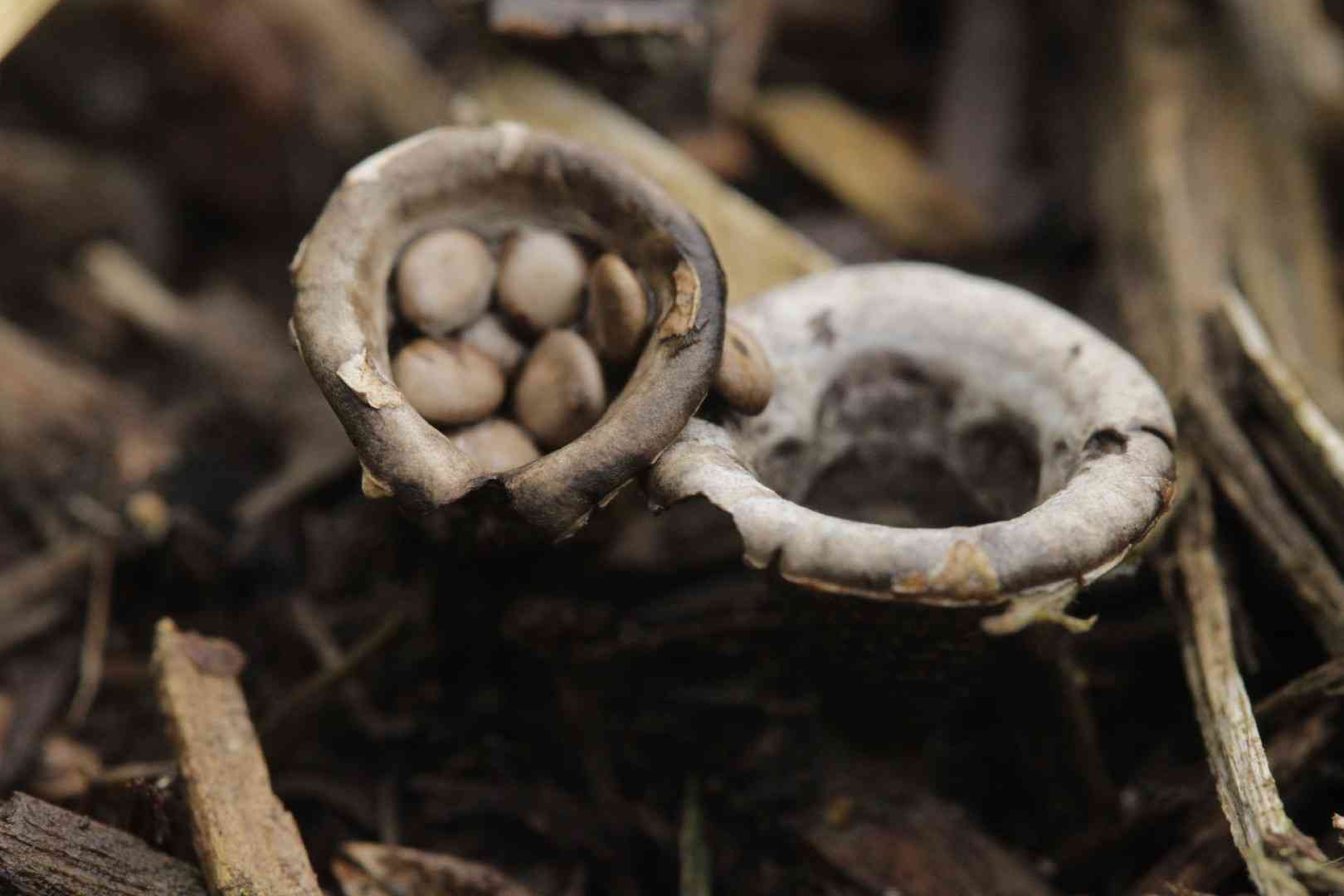 Field bird's-nest (Cyathus olla) thumbnail 3