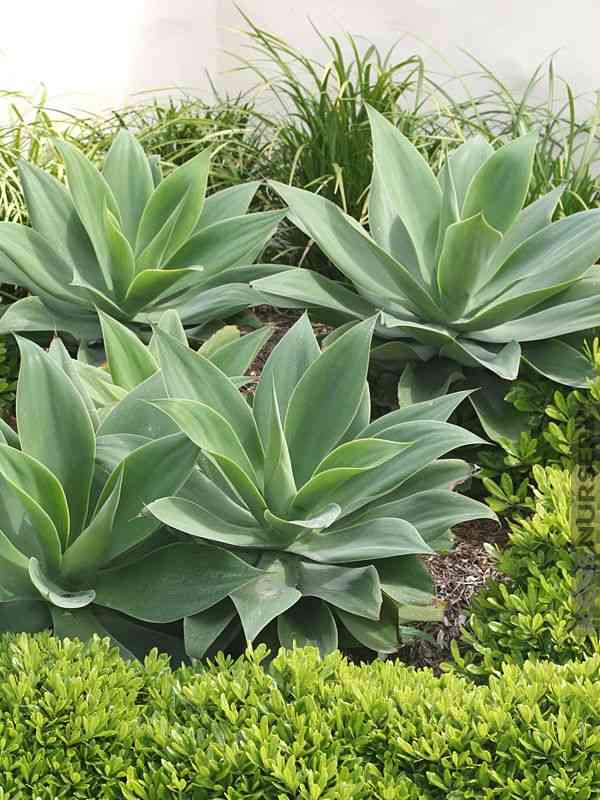 Foxtail agave