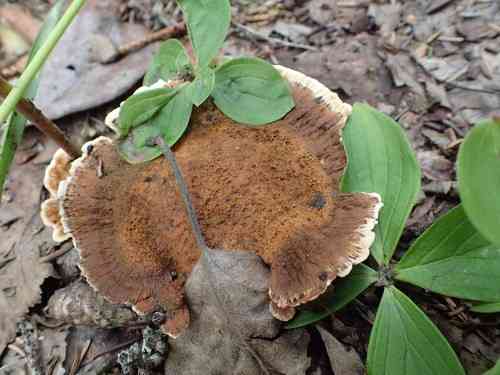 Woolly velvet polypore (Onnia tomentosa) thumbnail 3
