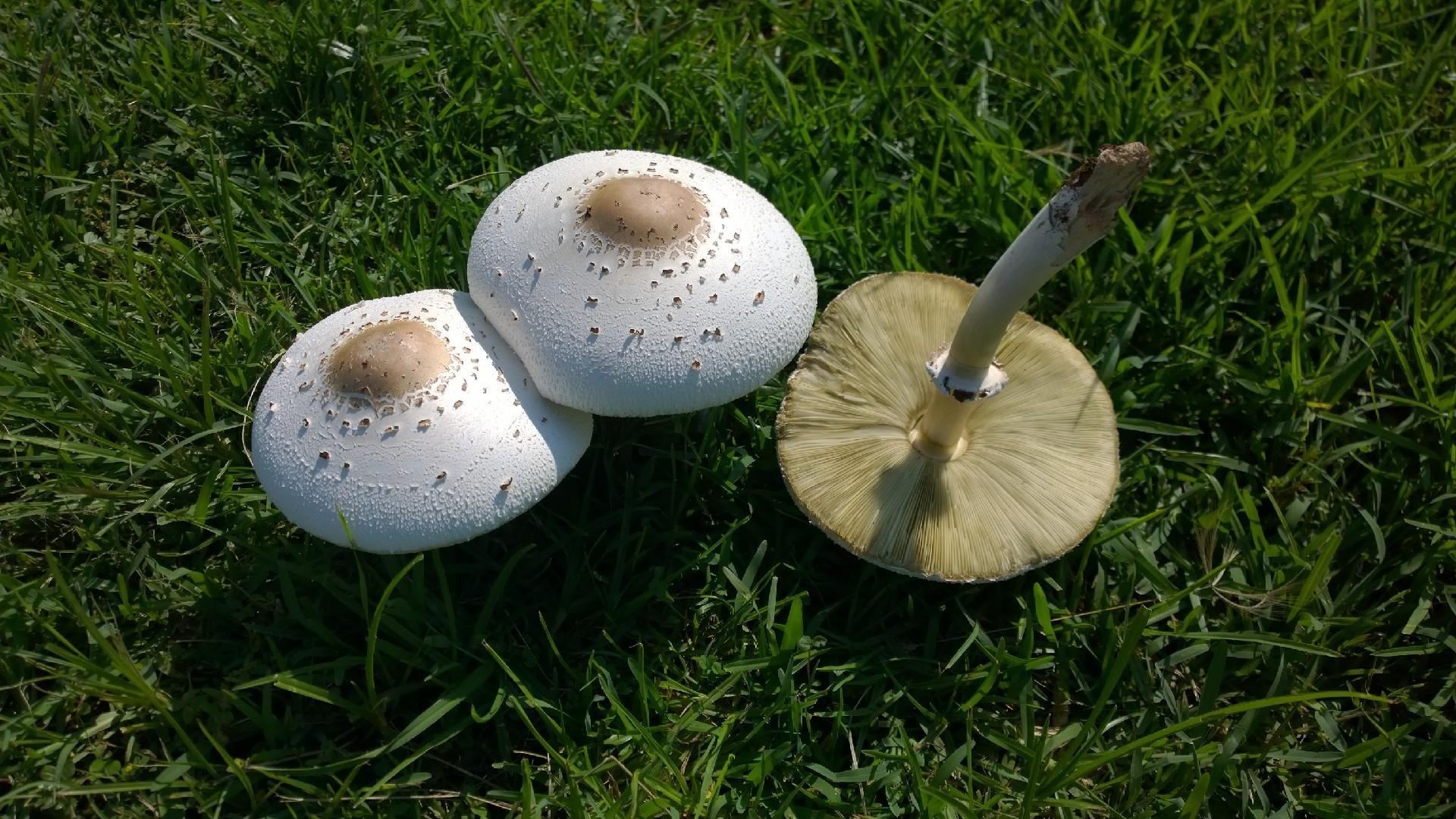 False parasol
