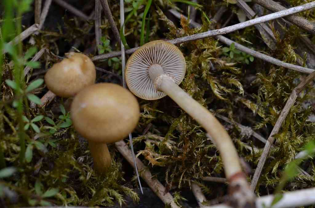 Agrocybe elatella (Agrocybe elatella) thumbnail 3