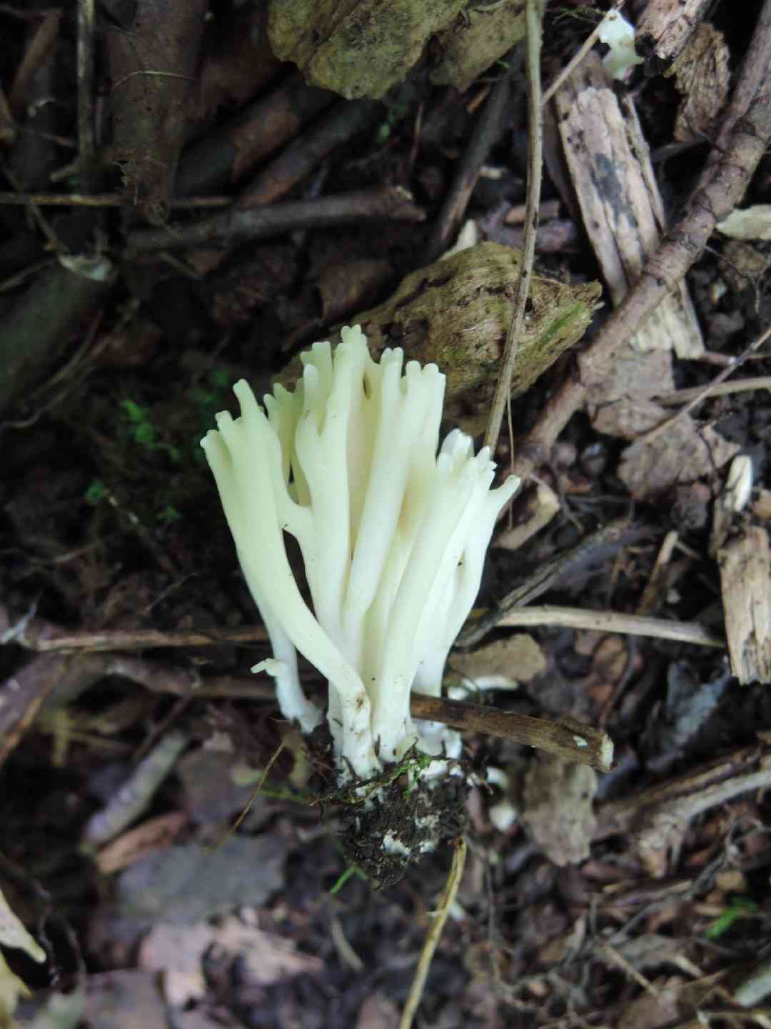 Parading coral (Ramaria suecica) thumbnail 2
