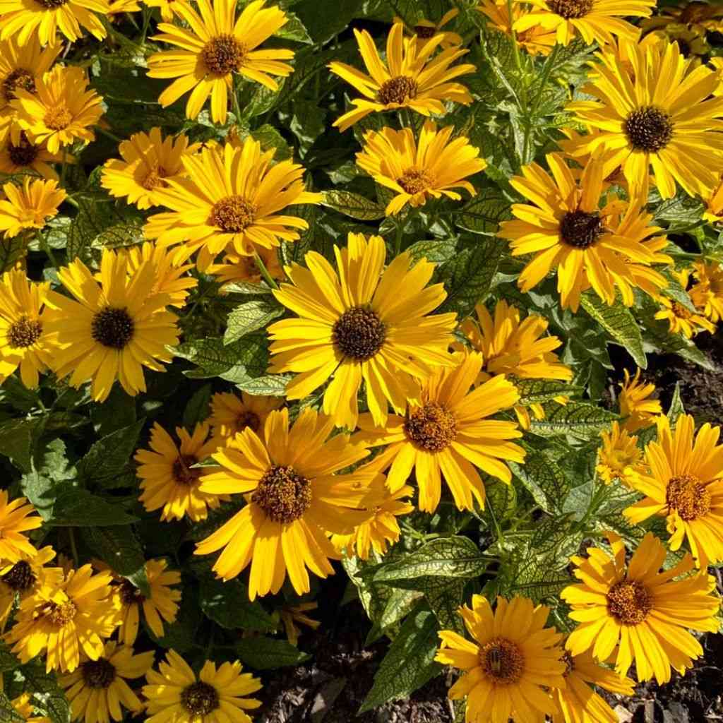 False sunflower