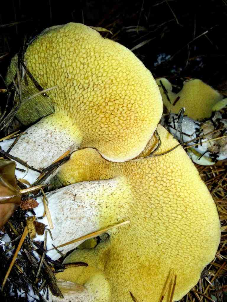 Slippery white bolete (Suillus placidus) thumbnail 3