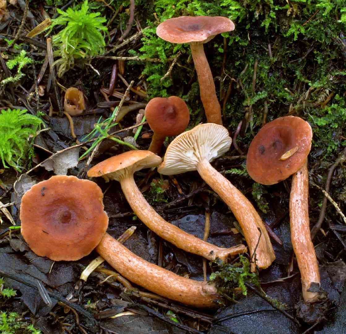 Mild milkcap (Lactarius subdulcis) thumbnail 2