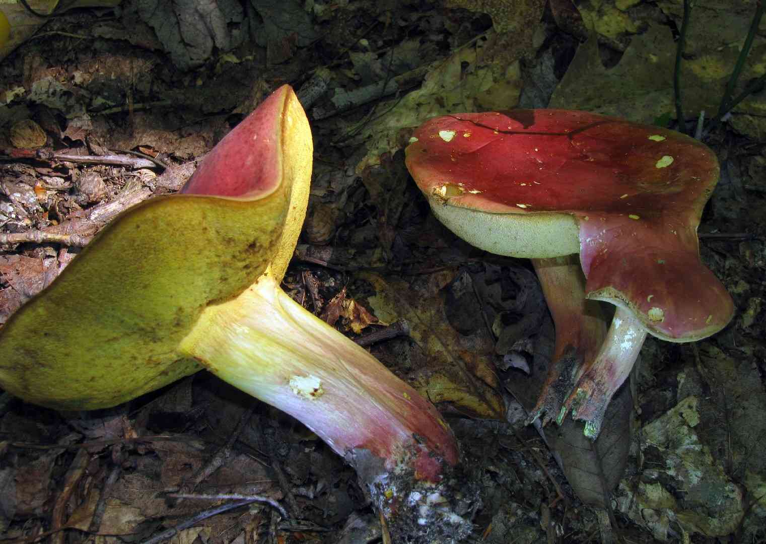 Curry bolete (Boletus sensibilis) thumbnail 3