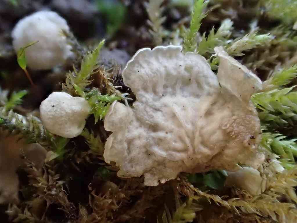 Small moss oysterling (Arrhenia retiruga) thumbnail 1