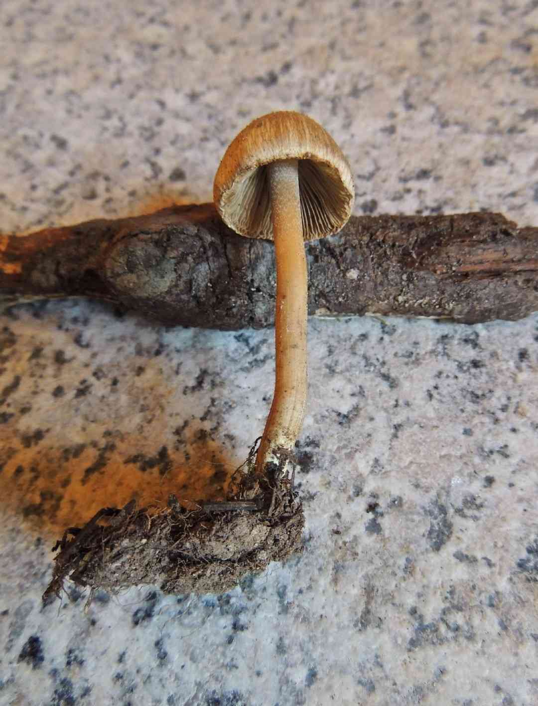 Beige Fibrecap (Inocybe sindonia) thumbnail 2