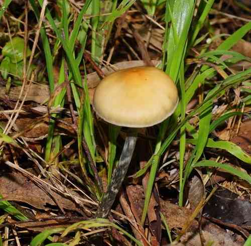 Psilocybe subaeruginosa (Psilocybe subaeruginosa) thumbnail 2