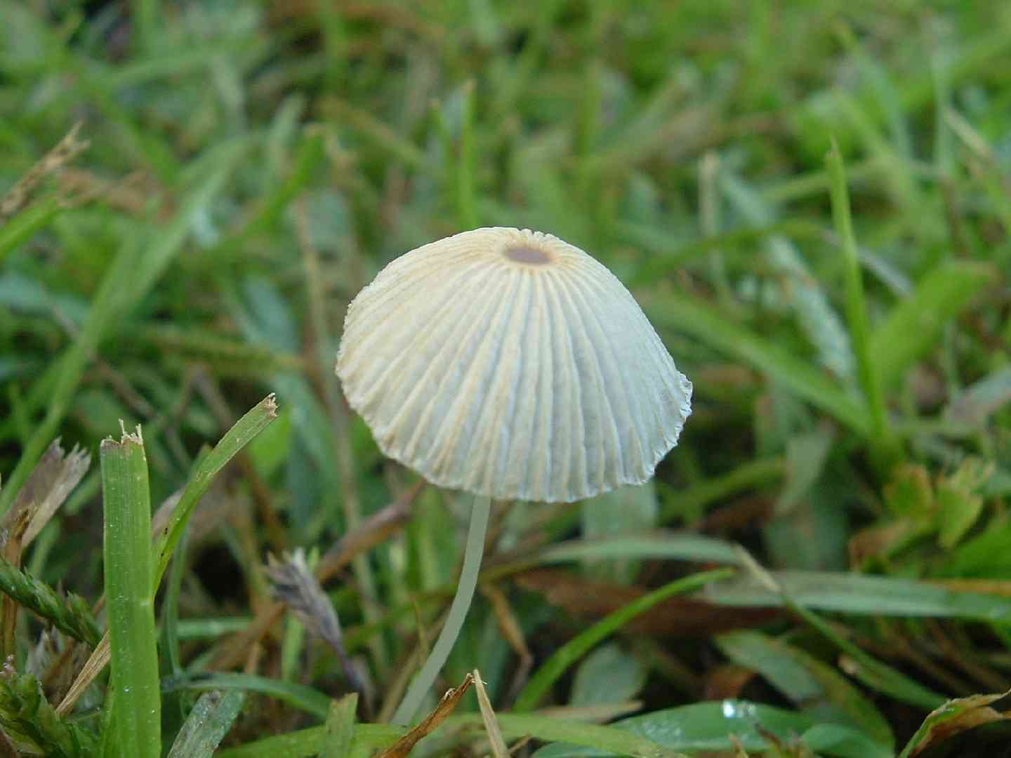 Pleated inkcap