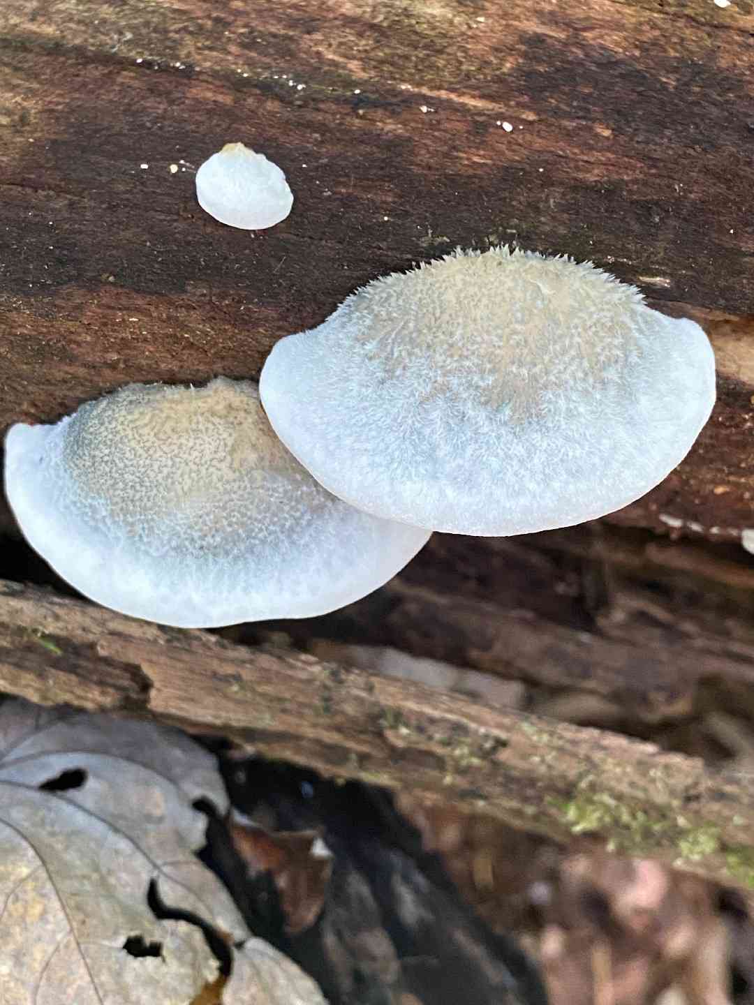 Blue cheese polypore (Postia caesia) thumbnail 2