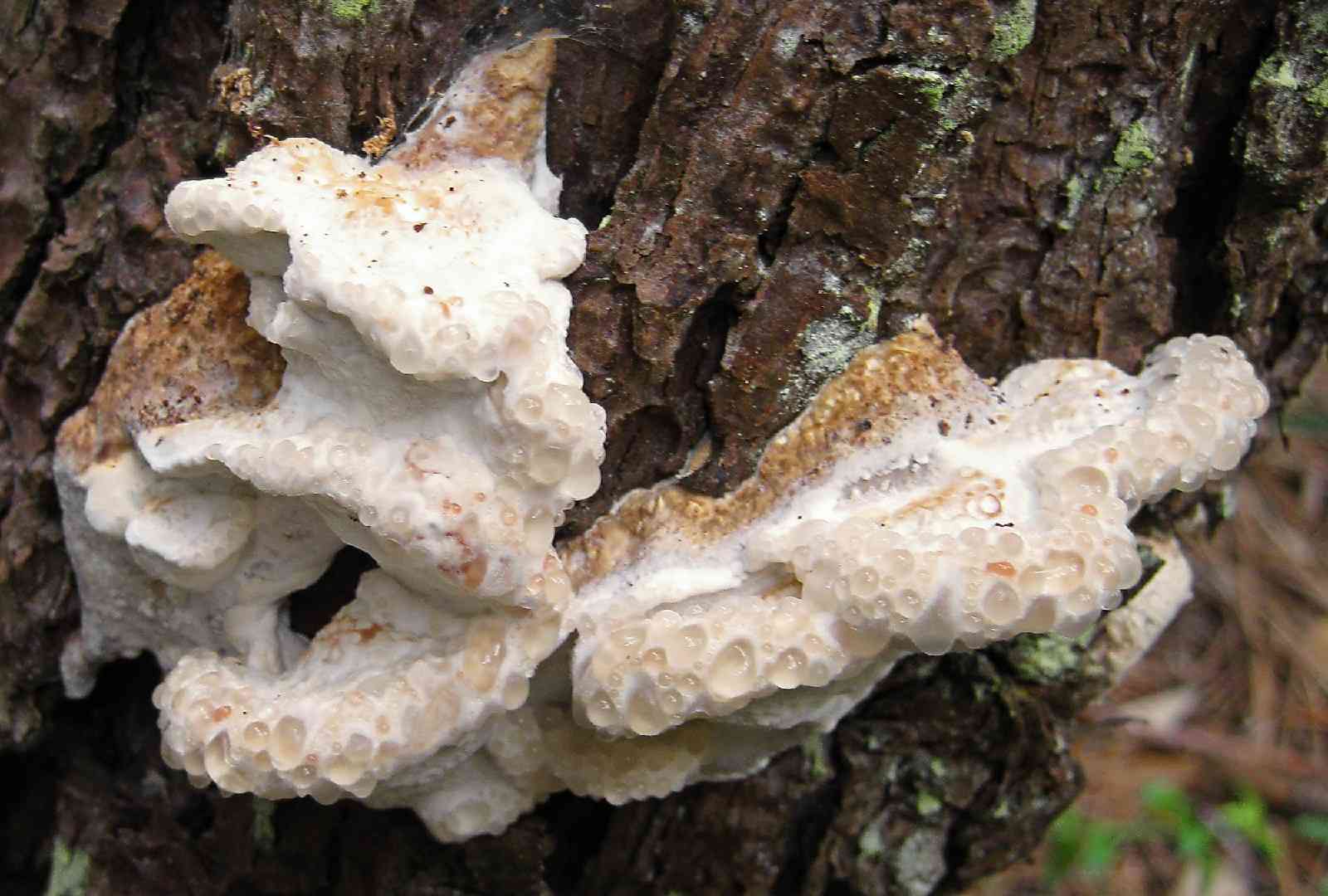 Postia guttulata (Postia guttulata) thumbnail 3
