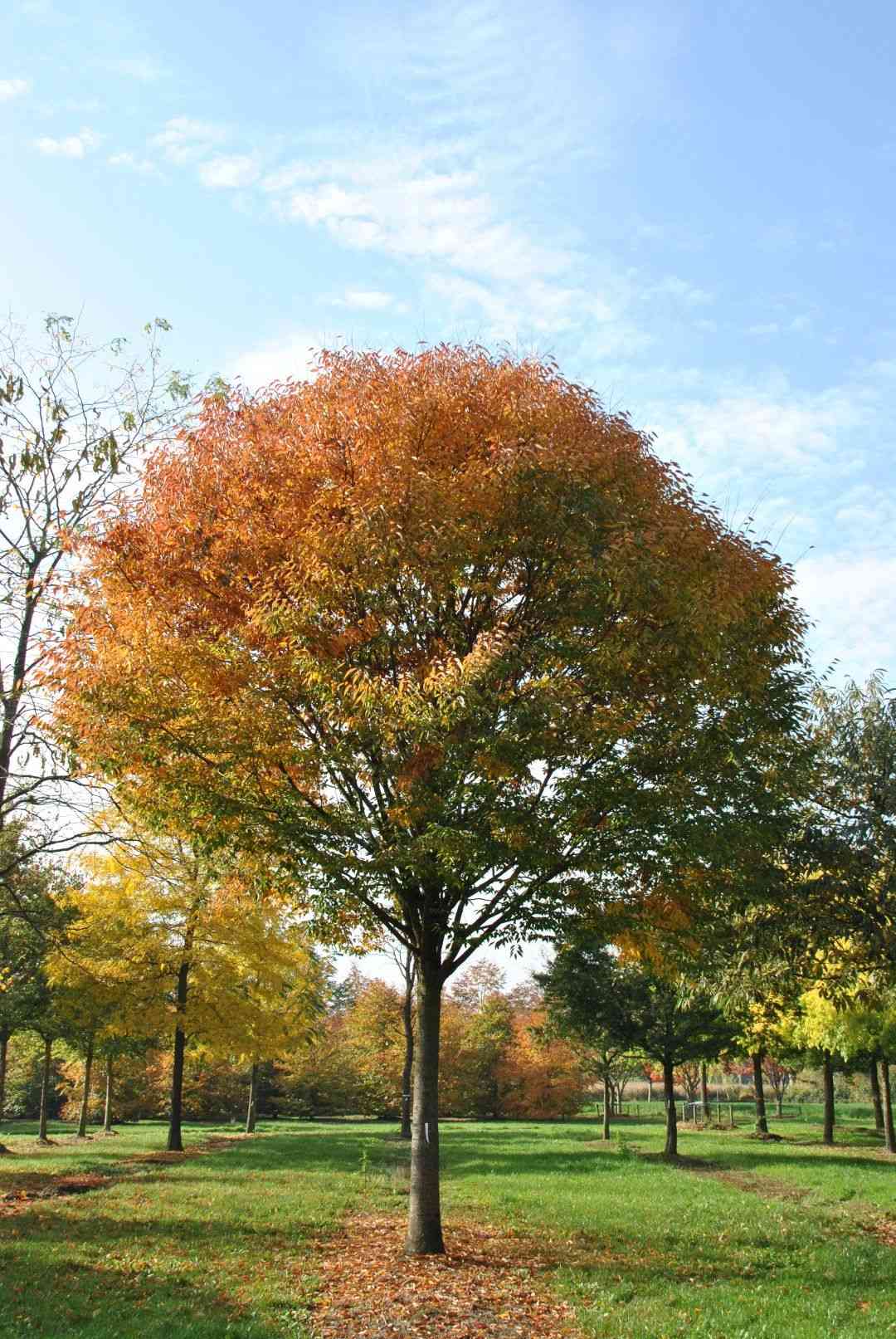 Japanese zelkova