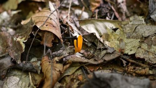 Orange earth tongue thumbnail 3