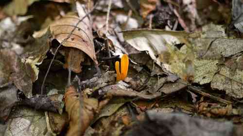 Orange earth tongue (Microglossum rufum) thumbnail 3